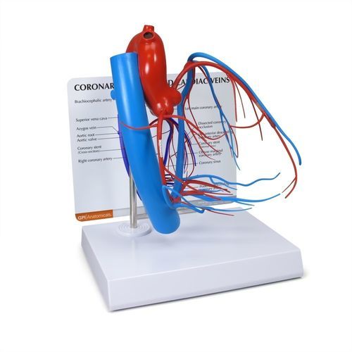 Anatomisches Herzmodell - 2575 - GPI Anatomicals - Herz / Koronararterien / für kardiopulmonale Behandlung