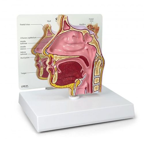 Anatomisches Modell / Nebenhöhle - 2850 - GPI Anatomicals - Nebenhöhle / Nase / Nasen