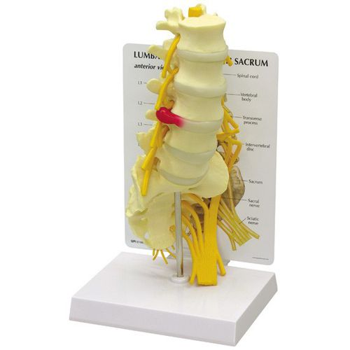 Anatomisches Modell / Lendenwirbel - 1700 - GPI Anatomicals - für die Ausbildung