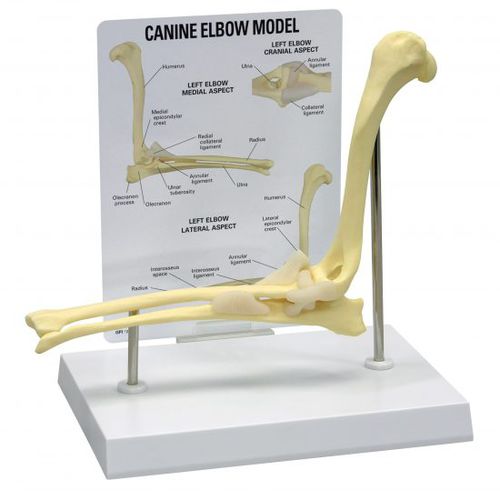 Anatomisches Modell / Ellbogen - 9070 - GPI Anatomicals - für Veterinärmedizin / für die Ausbildung / Hund