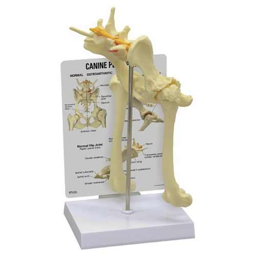 Anatomisches Modell / Becken - 9060 - GPI Anatomicals - für Veterinärmedizin / für die Ausbildung / Hund