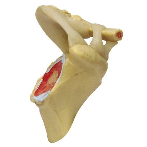 Anatomisches Modell / Gelenk - 1800 - GPI Anatomicals - Schulter / für die Ausbildung