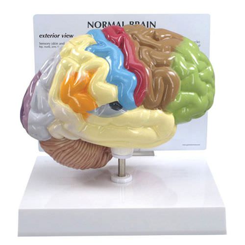 Anatomisches Gehirnmodell - 2950 - GPI Anatomicals - für die Ausbildung