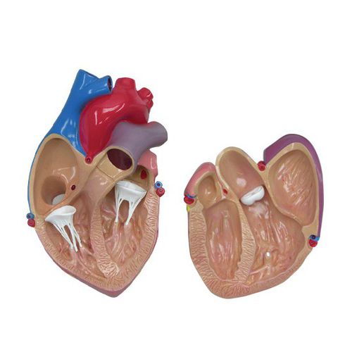 Anatomisches Herzmodell - 2500 - GPI Anatomicals - Vena-Cava / für kardiopulmonale Behandlung / für die Ausbildung