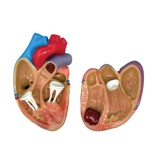 Anatomisches Herzmodell - 2550 - GPI Anatomicals - für kardiopulmonale Behandlung / für die Ausbildung / Kit