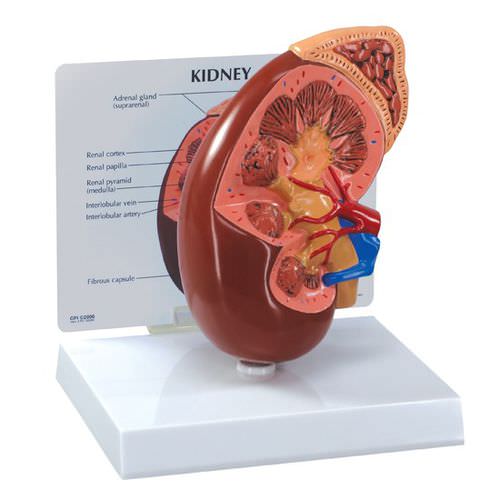 Anatomisches Modell / Nierenarterie - 3250 - GPI Anatomicals - Vene / Niere / Harnleiter