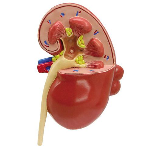 Anatomisches Modell / Niere - 3260 - GPI Anatomicals - für die Ausbildung
