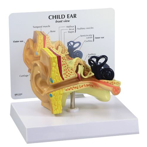 Anatomisches Modell / Gehörgang - 2300 - GPI Anatomicals - Cochlea / Gehörknöchelchen / für die Ausbildung