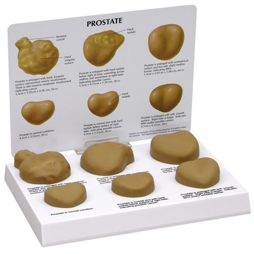 Anatomisches Modell / Ultraschall - 3000 - GPI Anatomicals - für die Ausbildung / männlich