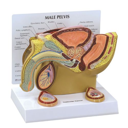 Anatomisches Modell / Becken - 3570 - GPI Anatomicals - Hoden / für die Ausbildung / männlich