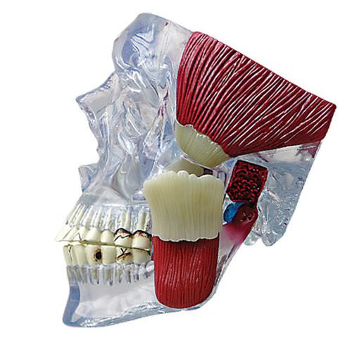 Anatomisches Modell / Unterkiefer - 2880 - GPI Anatomicals - Dental / für die Ausbildung / transparent