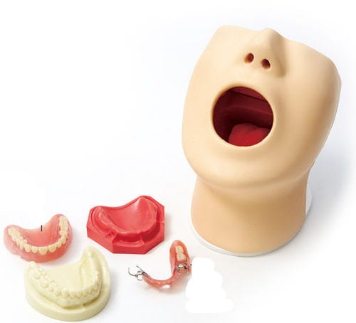 Anatomisches Modell / Kiefer - M173 - Sakamoto Model Corporation - Nasen / Gebiss / Zunge
