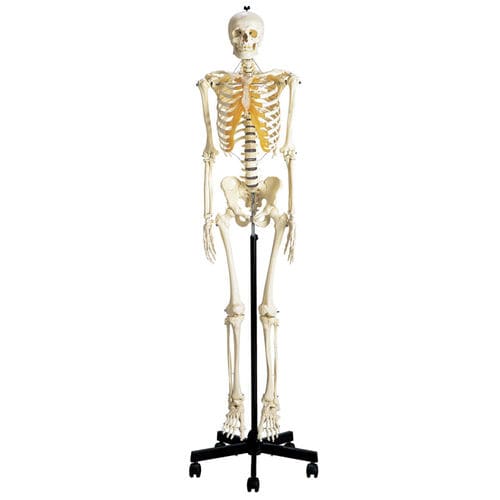 Anatomisches Skelettmodell - S100 - Sakamoto Model Corporation - für die Ausbildung