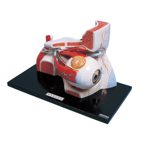 Auge anatomisches Modell - S171 - Sakamoto Model Corporation - für die Ausbildung / mit Augenhöhle
