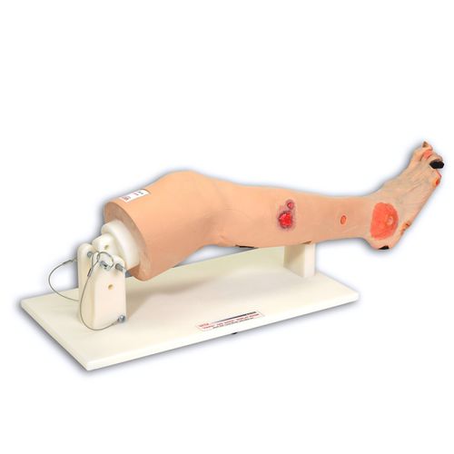 Anatomisches Modell / Bein - Annie™  - VATA, Inc. - Ausbildung / für die Ausbildung / für Dekubitus-Behandlung