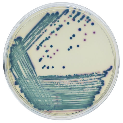 Reaktives Milieu - CGRT2 - CHROMagar - für Mikrobiologie / Diagnose / für Urinproben