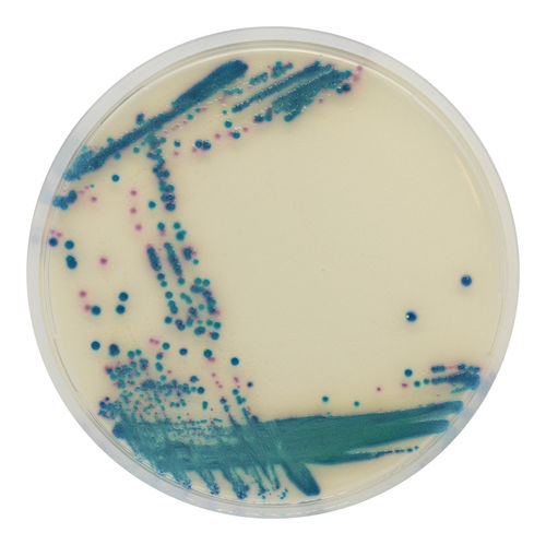 Reaktives Milieu - ES series - CHROMagar - für Mikrobiologie / für Kliniken / für Urinproben