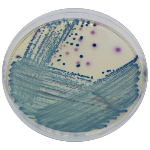 Reaktives Milieu - SC172 - CHROMagar - für Mikrobiologie / für Urinproben / für Stuhlproben