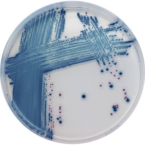 Reaktives Milieu - ST1 series - CHROMagar - für Mikrobiologie / für Lebensmittel / Escherichia coli