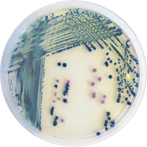 Reaktives Milieu - YE492 - CHROMagar - für Mikrobiologie / Salmonella / Enterobakterien
