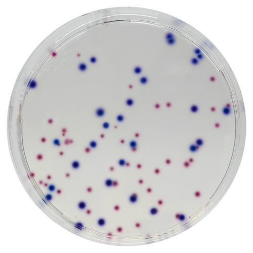 Reaktives Milieu - EF342 - CHROMagar - für Mikrobiologie / für Wasseranalyse / Escherichia coli