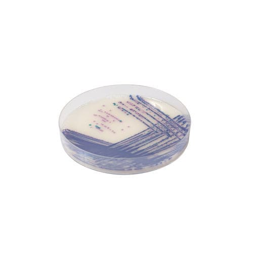 Reaktives Milieu - SA162 - CHROMagar - zur Isolierung von Bakterien / für Lebensmittel / Escherichia coli