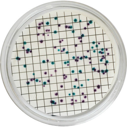 Reaktives Milieu - EL382 - CHROMagar - für Mikrobiologie / für Wasseranalyse / Escherichia coli