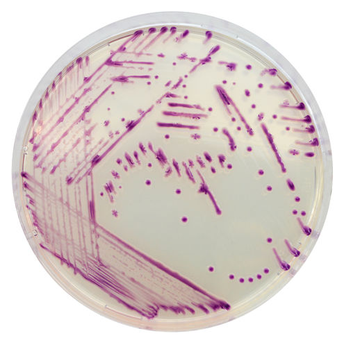 Reaktives Milieu - PR012 - CHROMagar - für Mikrobiologie / für Veterinärlabor / Blei