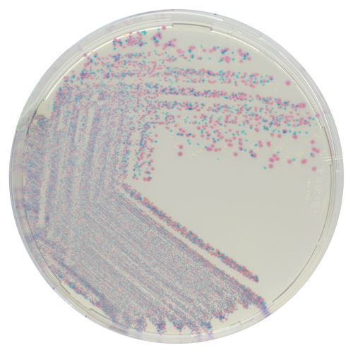 Reaktives Milieu - CQ382 - CHROMagar - für Mikrobiologie / für Veterinärlabor / Staphylococcus aureus