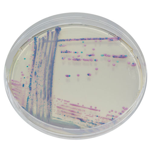 Reaktives Milieu - CQ392 - CHROMagar - für Mikrobiologie / für Veterinärlabor / Escherichia coli