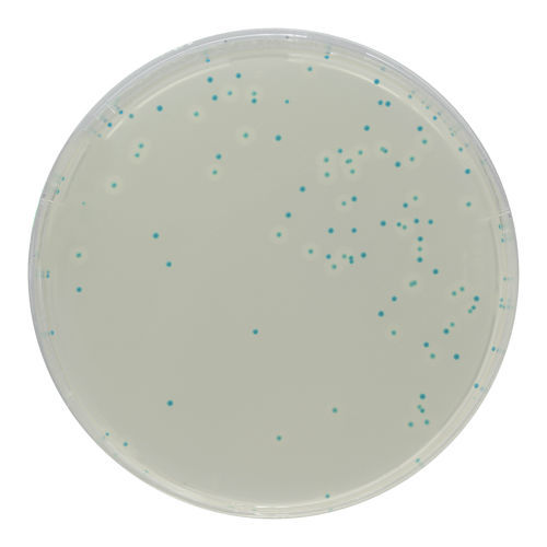 Reaktives Milieu - LM852 - CHROMagar - für Mikrobiologie / für Veterinärlabor / Listeria monocytogenes