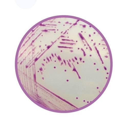 Reaktives Milieu - CHROMagar™  - CHROMagar - für Veterinärlabor / Bakterien