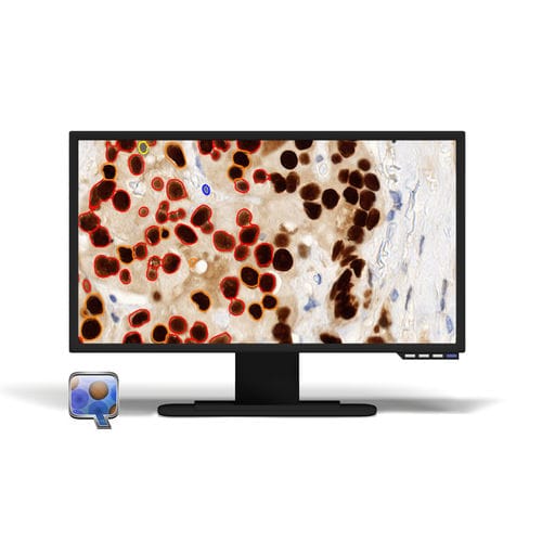 Software-Modul / Bildanalyse - NuclearQuant - 3DHISTECH Ltd. - Mess / Bewertung / für Histopathologie-Labor