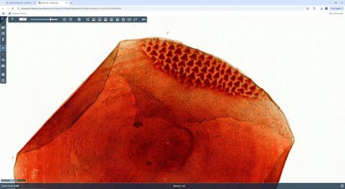 Laborsoftware - WebViewer - 3DHISTECH Ltd. - Management / Visualisierung / Erfassung