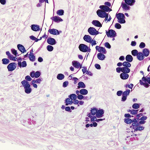Farbstoff Reagenz - 38016SS4A - Leica Biosystems - für die Histopathologie / für die Histologie / für Forschungszwecke
