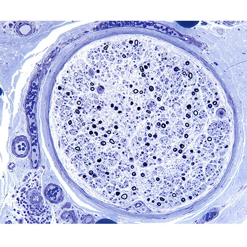 Farbstoff Reagenz - 38017SS23 - Leica Biosystems - für die Histologie / Pulver