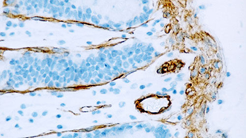 Monoklonaler Antikörper - CAVEOLIN-1-L - Leica Biosystems - Antikörper / Immunohistochimie / für Forschungszwecke