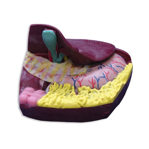 Anatomisches Modell / Gallengang - LCD-10 - Simulab Corporation - für Laparoskopie