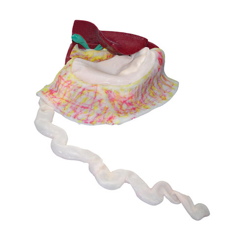 Anatomisches Modell / Dickdarm - LCE-10 - Simulab Corporation - Gallenblase / Chirurgie / für Laparoskopie