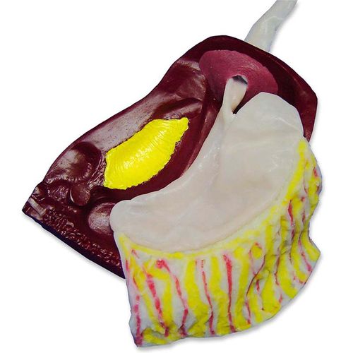 Anatomisches Modell / Bauch - LNF-10 - Simulab Corporation - Chirurgie / Ausbildung / laparoskopisch