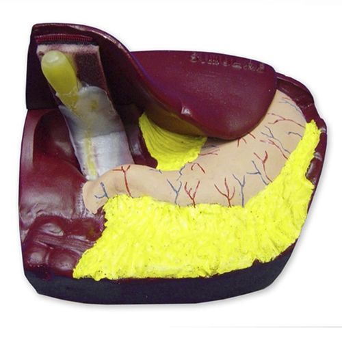Anatomisches Modell / Becken - LC-10 - Simulab Corporation - Arterie / Leber / Zwölffingerdarm
