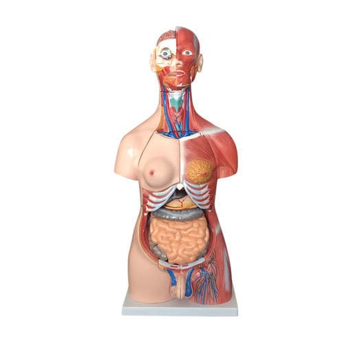 Anatomisches Modell / Kopf - XC-210 - Xincheng Scientific Industries Co., Ltd. - Herz / Arterie / männliches Geschlechtsorgan
