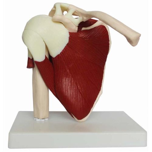 Anatomisches Modell / Gelenk - XC-109A - Xincheng Scientific Industries Co., Ltd. - Schulter / Humerus / für die Ausbildung