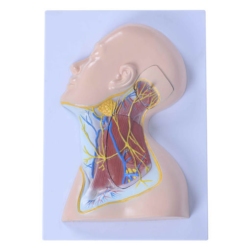 Anatomisches Modell / Vene - XC-324B - Xincheng Scientific Industries Co., Ltd. - Hals / Haut