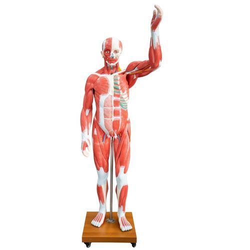 Anatomisches Muskelmodell - XC-339 - Xincheng Scientific Industries Co., Ltd. - Ganzkörper / für die Ausbildung