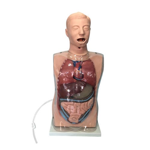 Anatomisches Modell des Stoffwechselsystems - XC-405-2 - Xincheng Scientific Industries Co., Ltd. - Rumpf / Ausbildung