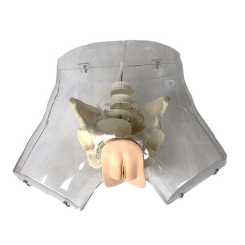 Anatomisches Modell / Harnröhren - XC-420A - Xincheng Scientific Industries Co., Ltd. - für Katheterisierung
