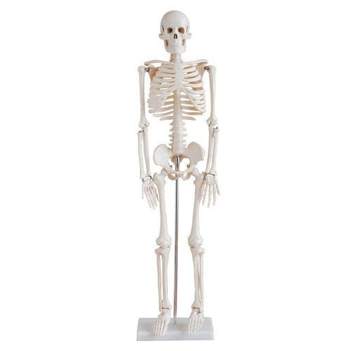 Anatomisches Skelettmodell - XC-102 - Xincheng Scientific Industries Co., Ltd. - Schädel / Kiefer / für die Ausbildung