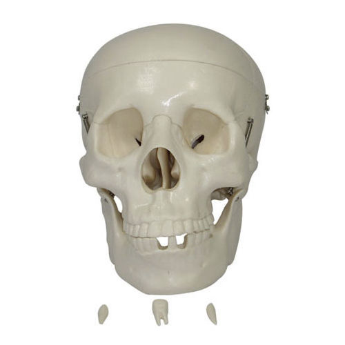 Anatomisches Schädelmodell - XC-104 - Xincheng Scientific Industries Co., Ltd. - Zahn / für die Ausbildung / Näh