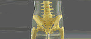 Testphantom für Röntgenzwecke - RS-113T - Radiology Support Devices - Becken